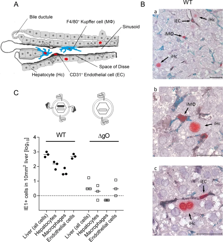 Requirement of gO for efficient initiation of infection in diverse liver cell types.