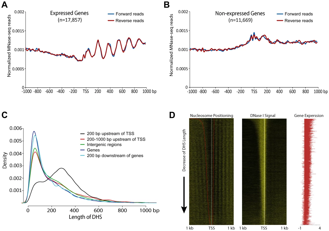 Phased nucleosome arrays flanked TSSs of rice genes.