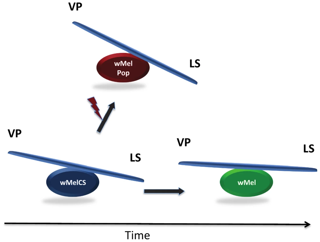 Evolutionary cost–benefit dynamics of <i>Wolbachia</i> in natural populations (below) and laboratory lines (above) of <i>Drosophila melanogaster</i>.