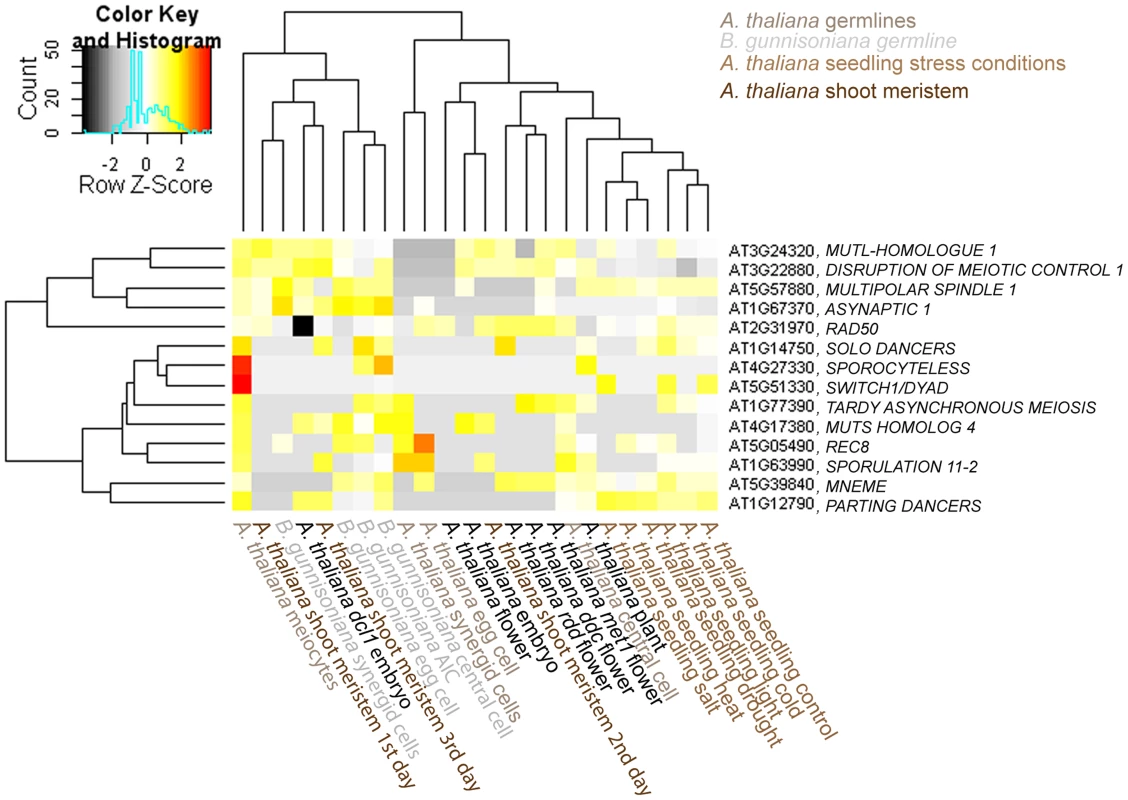 Heatmap of log2 transformed normalized read counts for 14 selected meiotic or MMC-expressed genes.