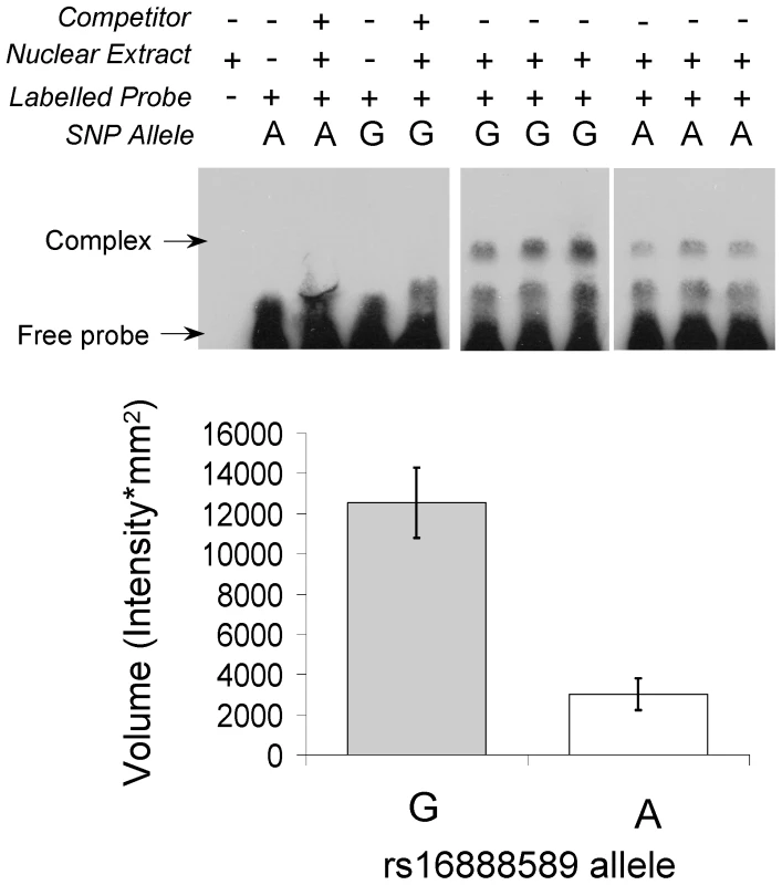 Electro-mobility shift assay (EMSA) of rs16888589 showing differential binding of nuclear protein for A and G alleles.