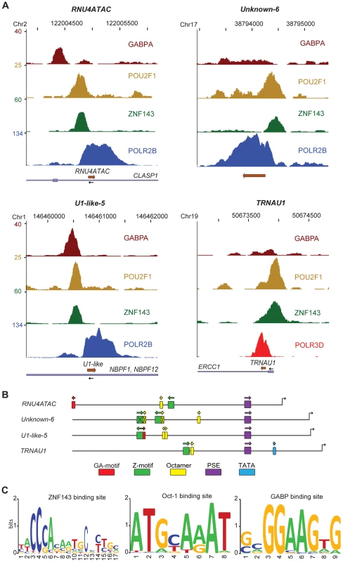 Activator occupancy and distal promoter motifs.