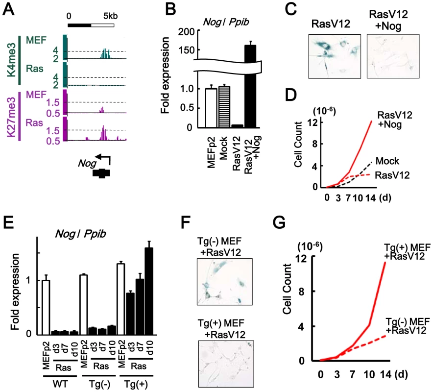 <i>Nog</i> repression in senescence.