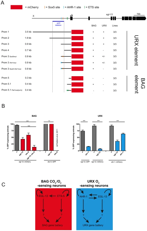 Independent regulatory modules drive <i>egl-13</i> expression in O<sub>2</sub> versus O<sub>2</sub>/CO<sub>2</sub>-sensing neurons.