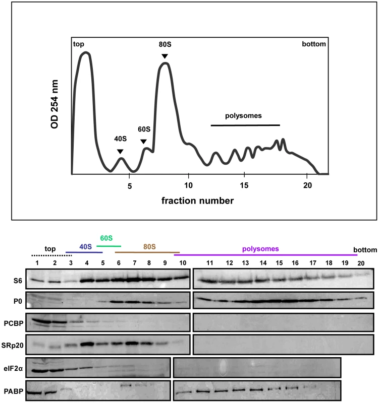 SRp20 and PCBP2 co-sedimentation with 40S ribosomal subunits in mock-infected cells.