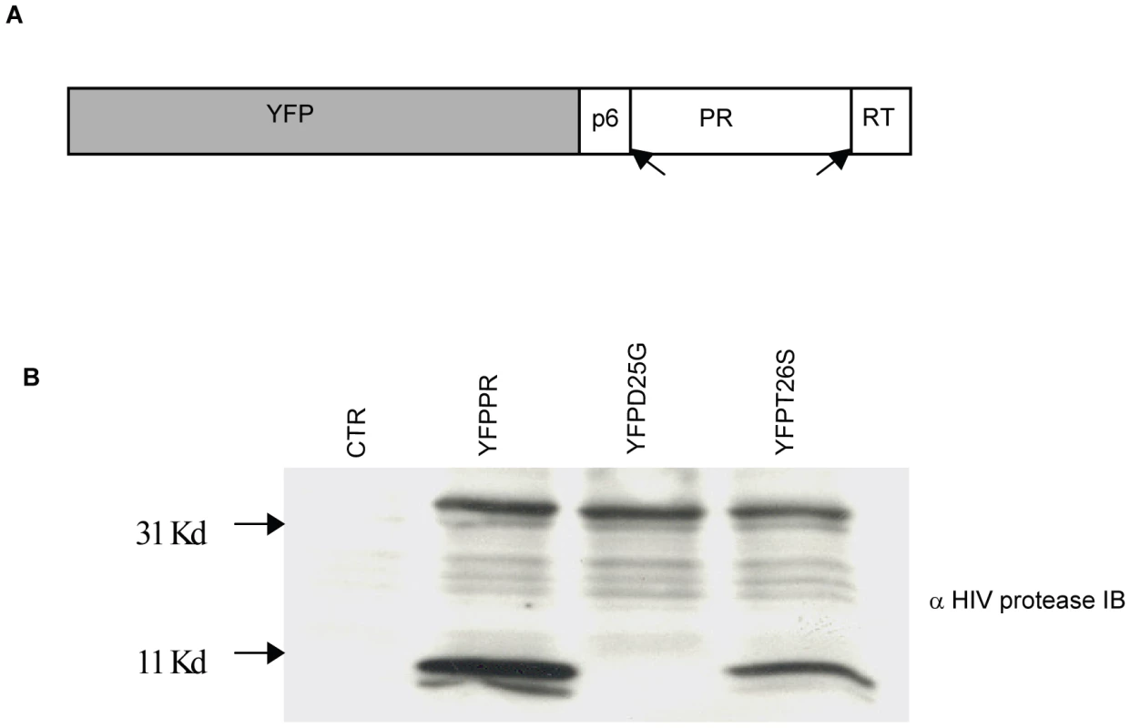 Subcloning HIV-1PR.