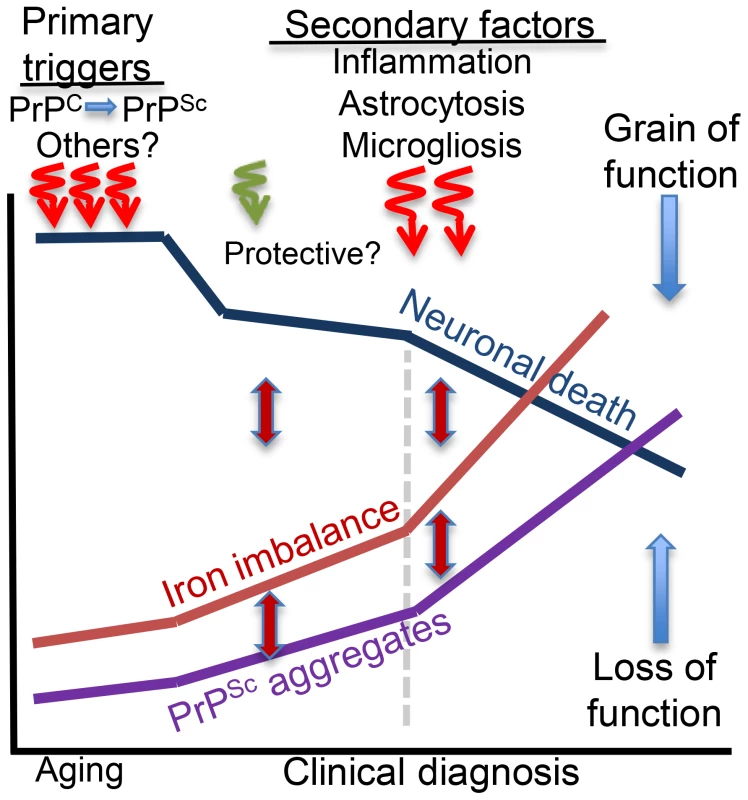 Hypothetical model of brain iron dyshomeostasis in neurodegenerative disorders.