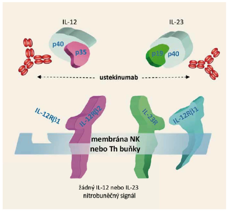 Mechanizmus účinku ustekinumabu.
Fig. 1. Ustekinumab mechanism of action.