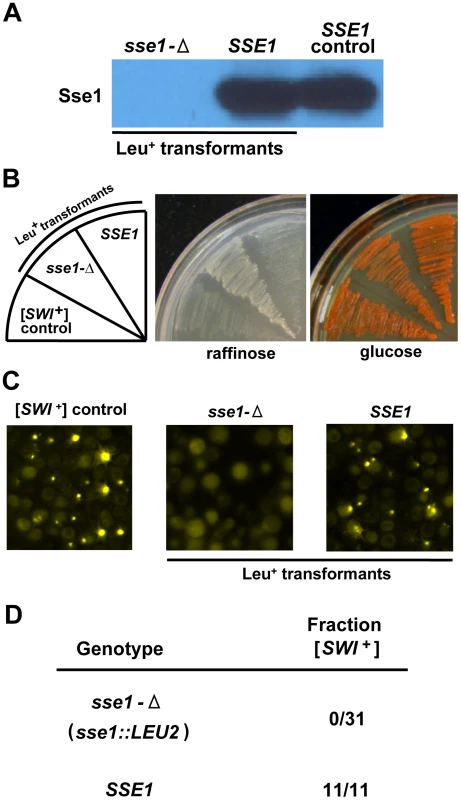 [<i>SWI</i><sup>+</sup>] is cured upon deletion of <i>SSE1</i>.