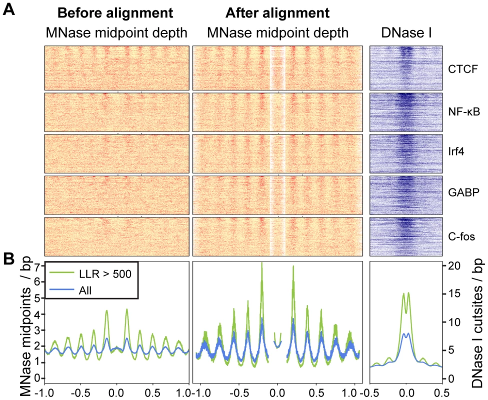 Arrays of positioned nucleosomes flanking transcription factor (TF) binding sites.