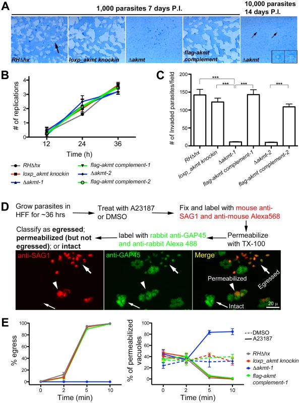 AKMT is important for invasion and egress, but not for parasite replication.