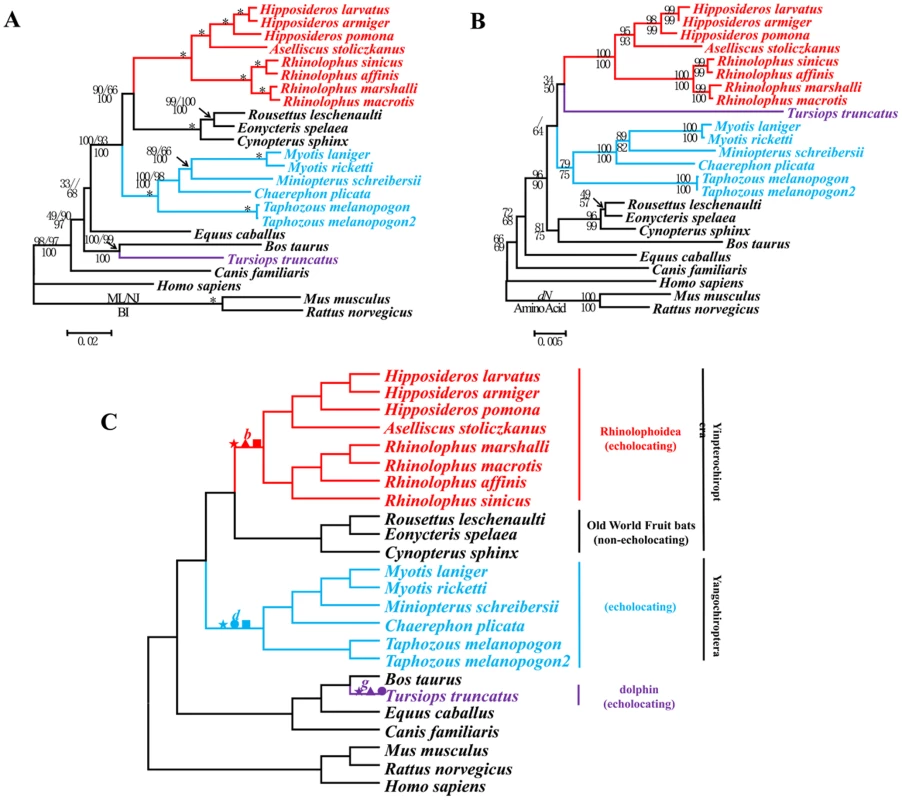 Parallel evolution of <i>Otof</i> in bats and dolphins.