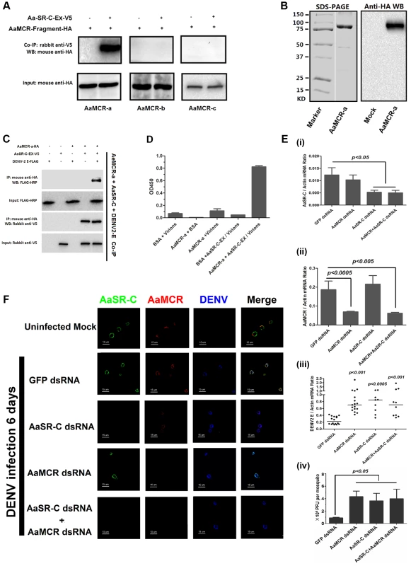 AaMCR and AaSR-C function in a pathway that opposes DENV-2 infection.
