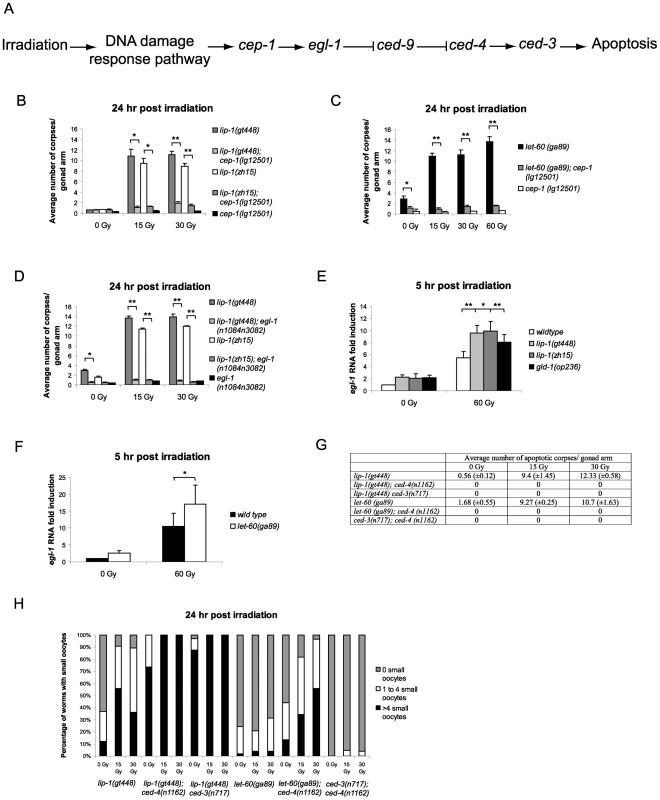 Epistasis between <i>lip-1(lf)</i> or <i>let-60(ga89)</i> and members of the <i>cep-1</i> dependent apoptotic pathway.