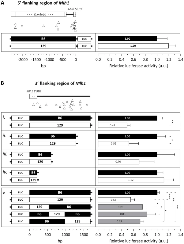 The 129 and B6 3′-flanking regions of <i>Mlh1</i> confer differential mRNA regulation.