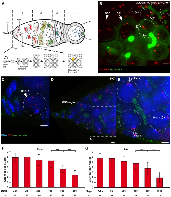 Dispersed centromeres in germline stem cells become paired during cyst divisions.
