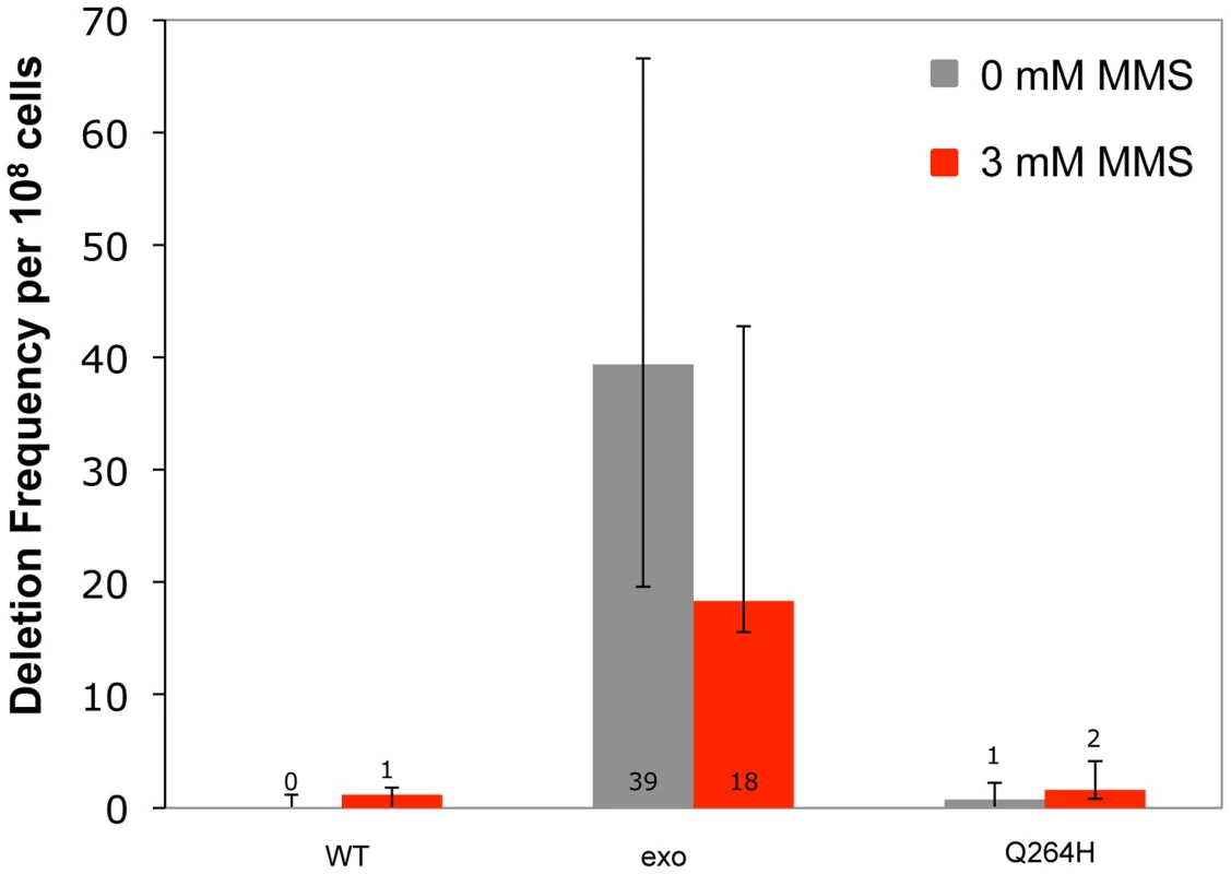 Methyl methanesulfonate exposure has no significant effect on deletion mutations between 21mer repeats.