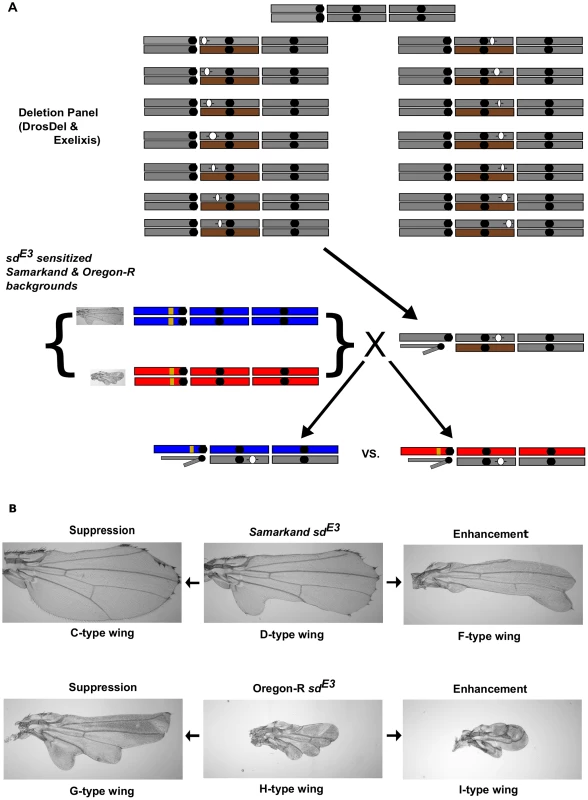 Genetic background effects influence <i>sd<sup>E3</sup></i>, and are used for a dominant modifier screen.