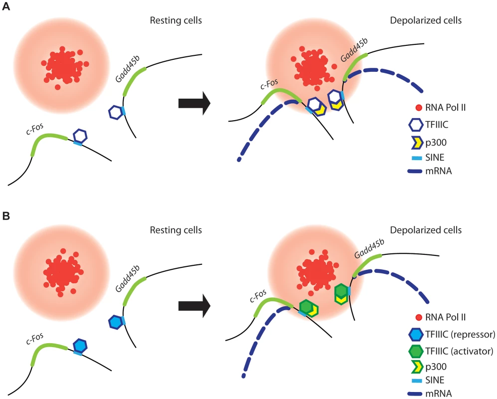 A model for TFIIIC-dependent regulation of activity-regulated transcription.