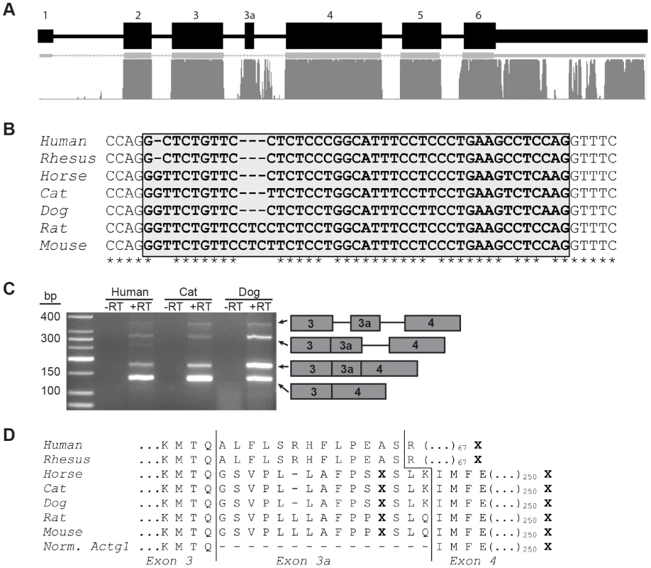Exon 3a and flanking sequence display a high degree of conservation among mammals.