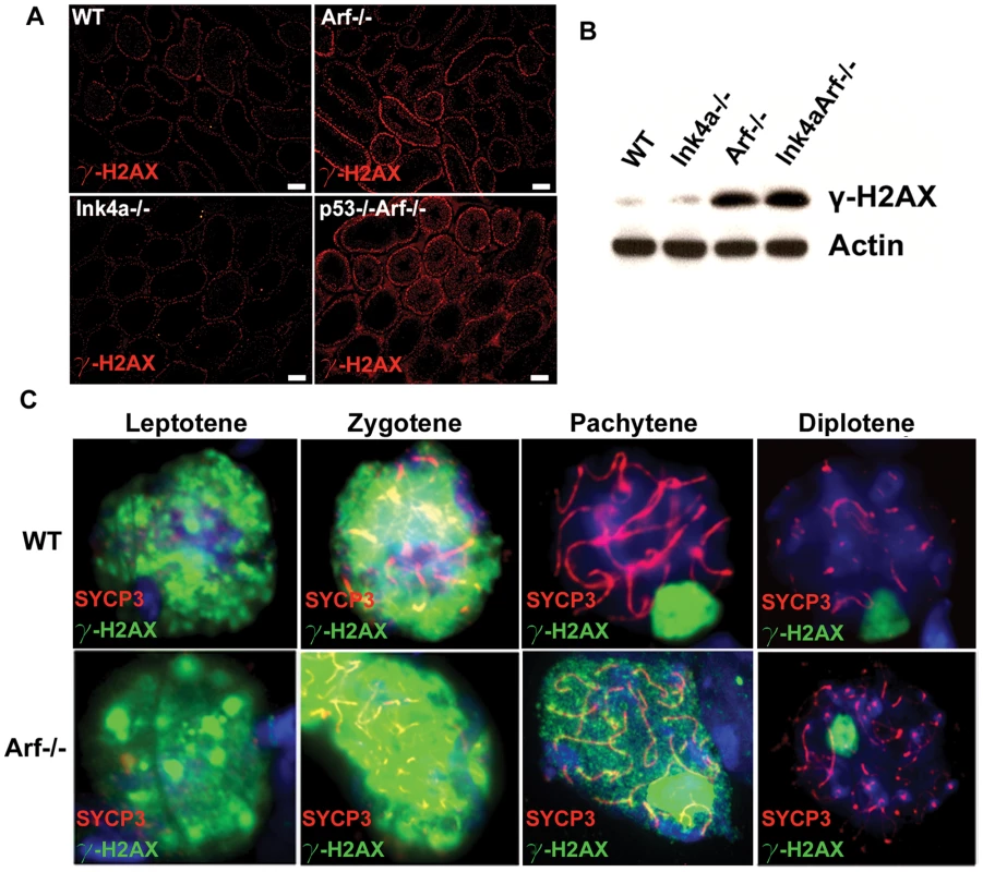 <i>Arf</i> deficiency provokes elevated and persistent γ-H2AX foci.
