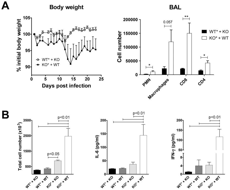 Transfer of bone marrow from wild-type mice does not protect ChemR23-deficient mice from PVM infection.