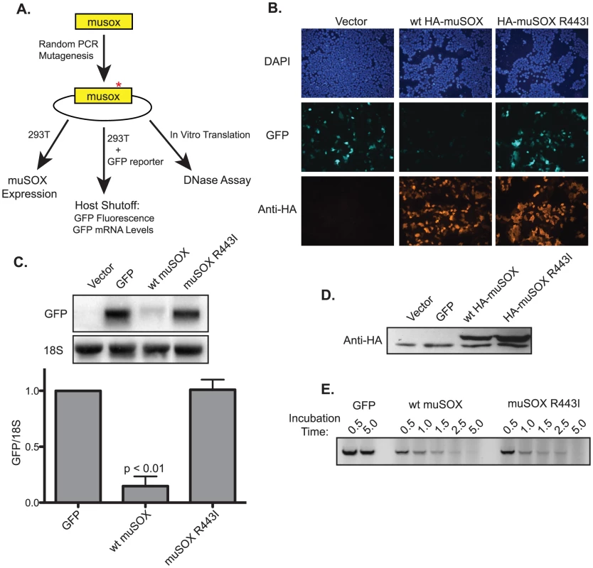 Isolation of the single-function muSOX mutant R443I.