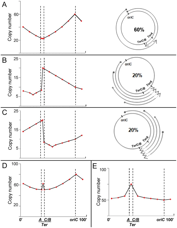 Predicted copy number distribution patterns for different categories of replication events in <i>recG</i> or <i>rnhA</i> mutants.