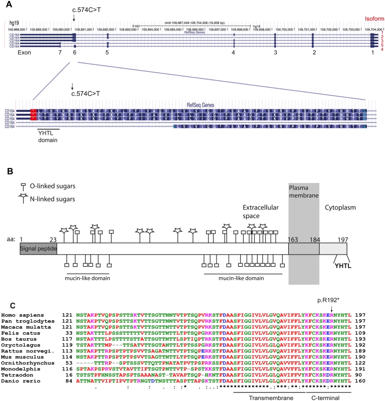 Isoforms of <i>CD164</i> and evolutionary conservation of the C-terminal YHTL sorting motif.