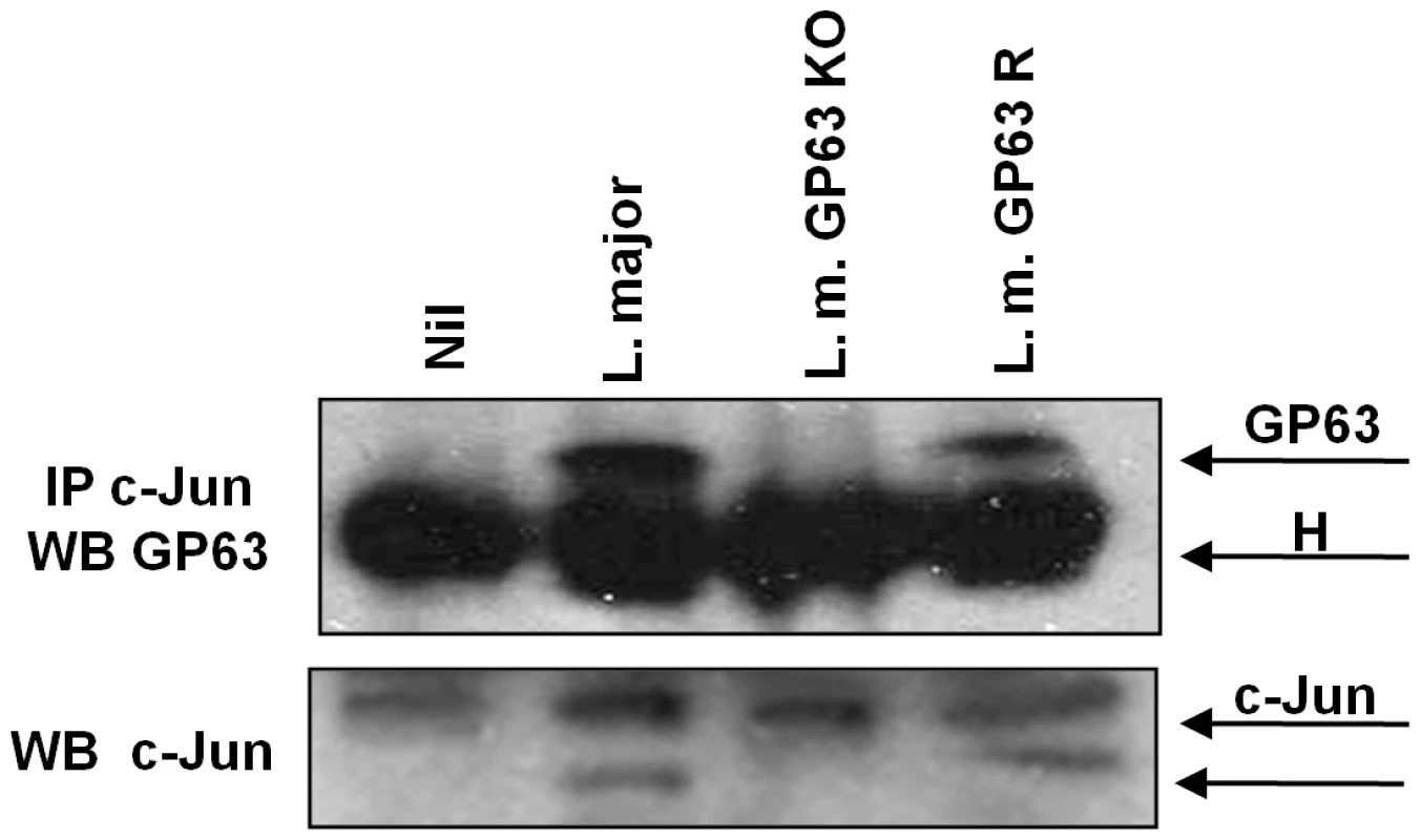 c-Jun interacts with GP63 in nuclear fraction.