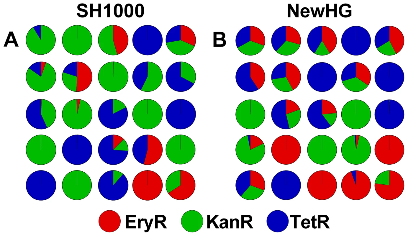 The stochastic distribution of bacterial strains <i>post mortem</i> in zebrafish embryos.