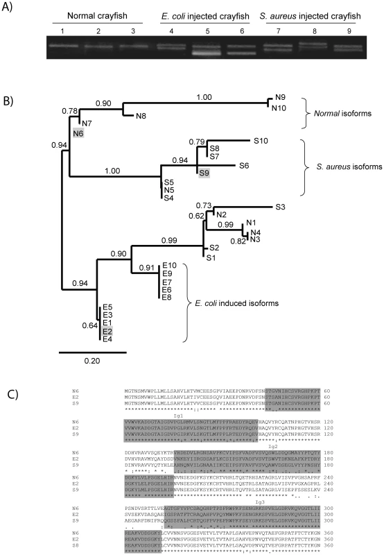 Bacteria-induced <i>Pl</i>Dscam isoforms.