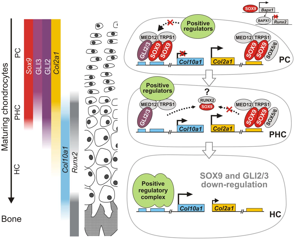 A model for SOX9 control of differentiation phase–specific gene expression in growth plate chondrocytes.