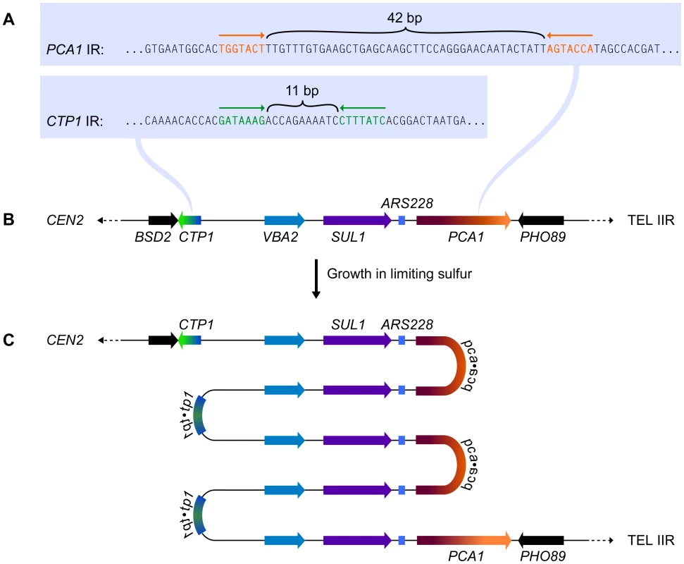 The chromosomal context for <i>SUL1</i> amplification.