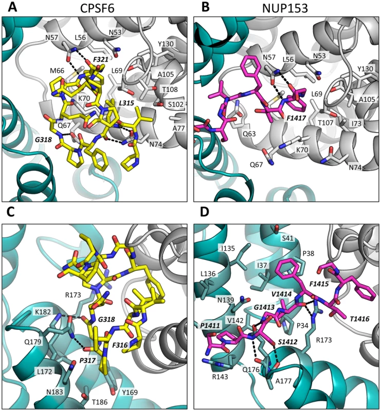 CPSF6 and NUP153 interact both within and between CA monomers.