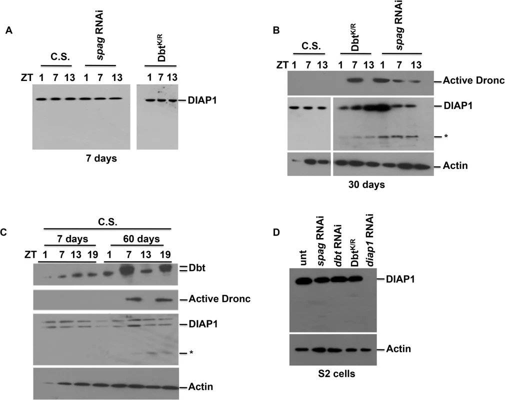 Apoptosis is not detected in young flies but is in older <i>spag</i> RNAi and wild type flies.