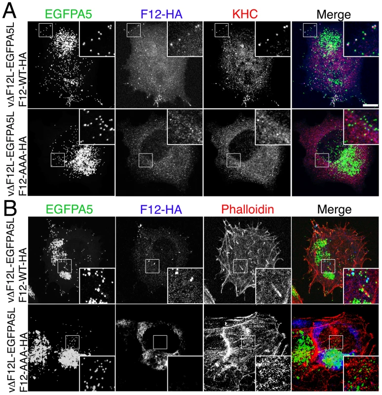 The F12 WD motif is needed for kinesin-1 recruitment and IEV transport.