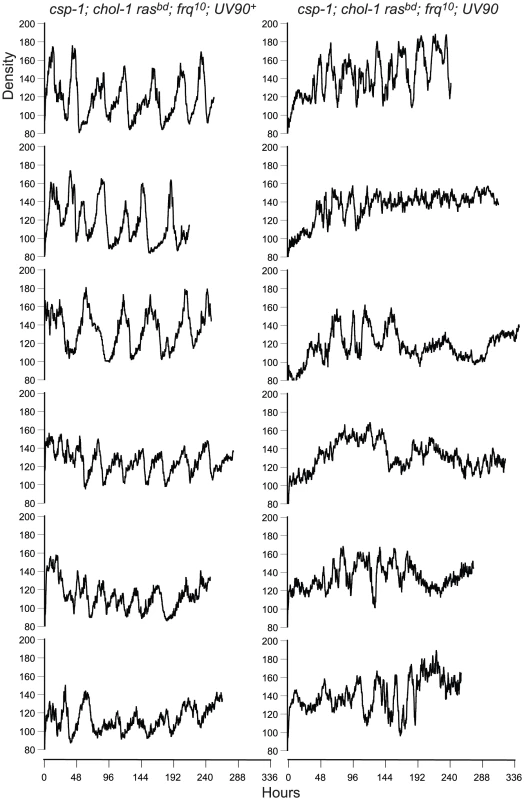 Densitometry of <i>chol-1</i>; <i>frq<sup>10</sup></i> progeny.