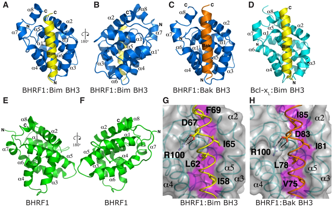 BH3 peptides bind BHRF1 in a canonical binding groove.