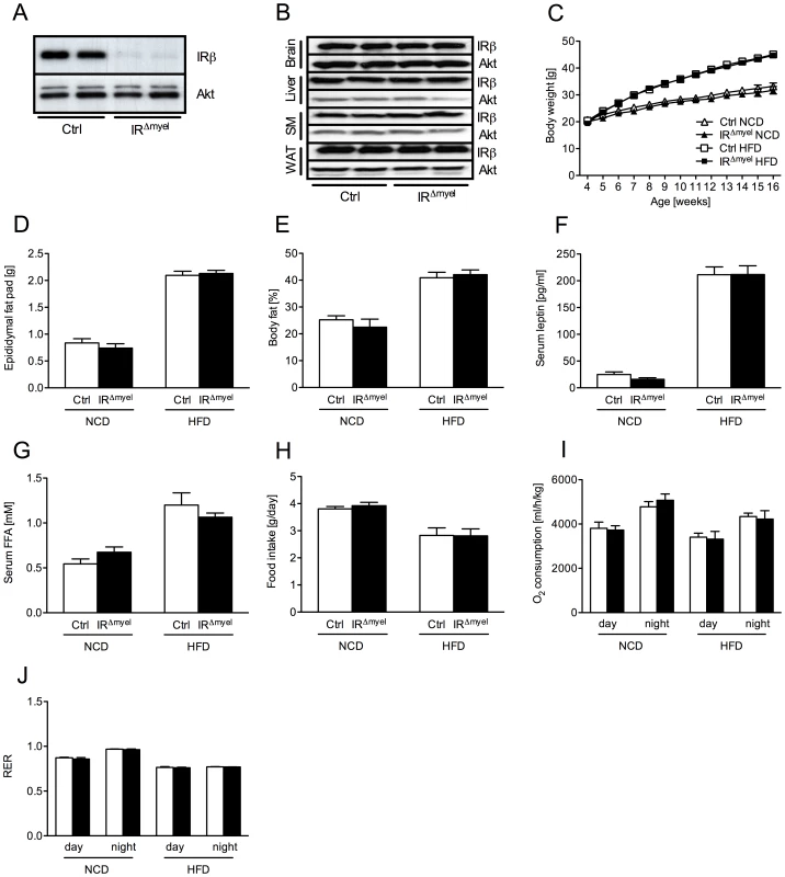 IR<sup>Δmyel</sup>-mice exhibit unaltered response to normal chow and high fat diet.