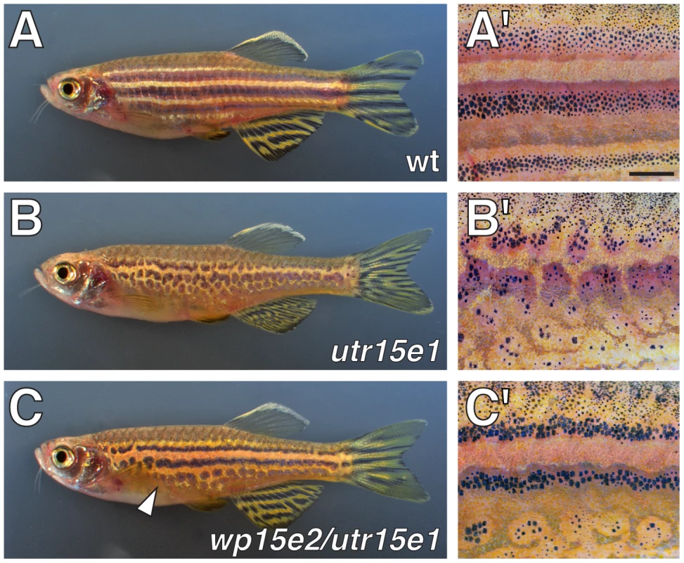 Defective adult pigment stripes in <i>seurat</i> mutants.