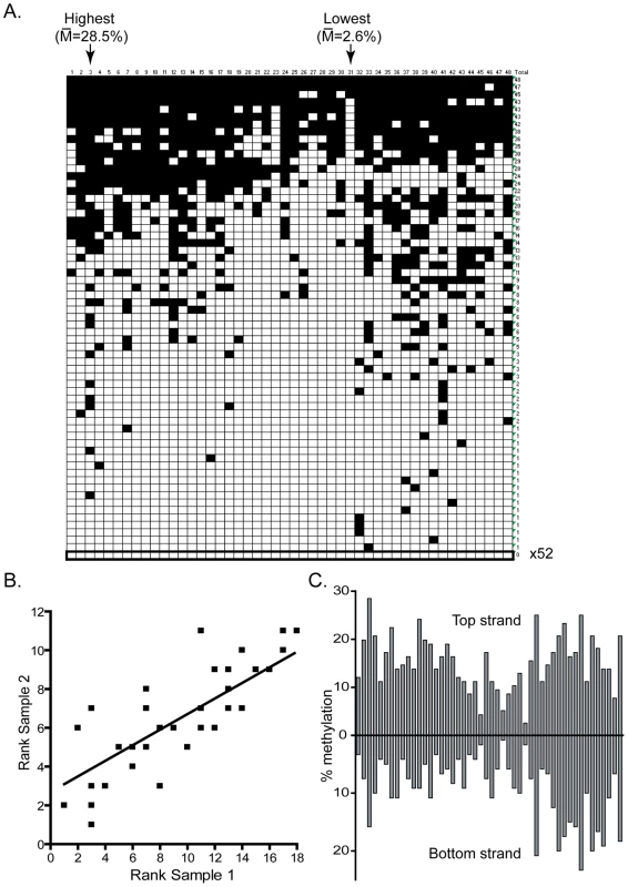 DNMT3A methylation patterns are characterized by reproducible and symmetrical high and low efficiency methylation sites.
