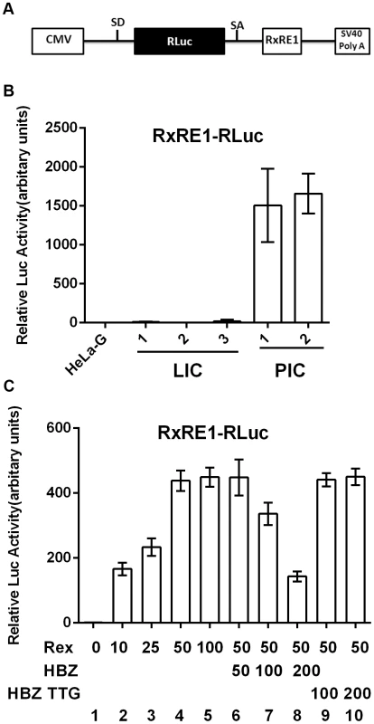 HBZ inhibits Rex-mediated nuclear export of intron-containing mRNAs.