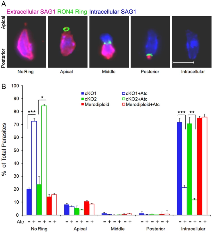 Formation of the moving junction during parasite invasion is diminished in TgROM4 conditional knockouts.