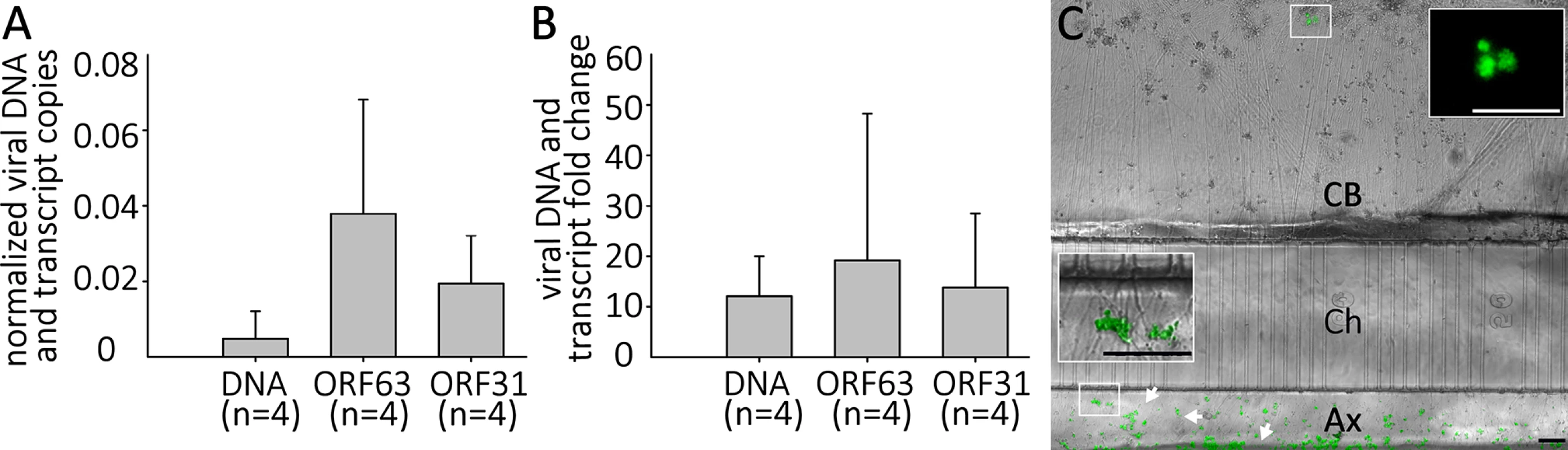 Quiescent infection and reactivation of VZV in hESC-derived neurons without the use of ACV.