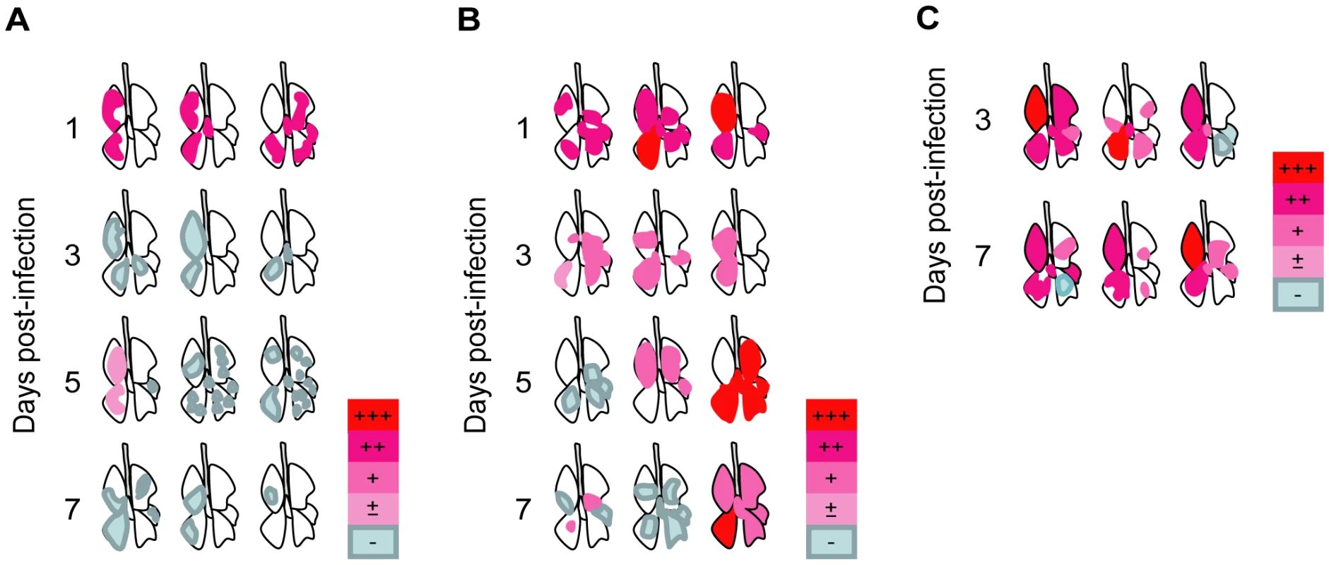 Distribution of lung lesions and viral antigens in ferrets.
