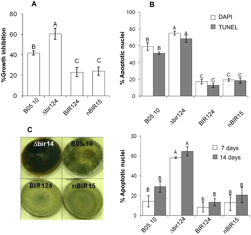 <i>BcBIR1</i> encodes a protein with anti-apoptotic activity.
