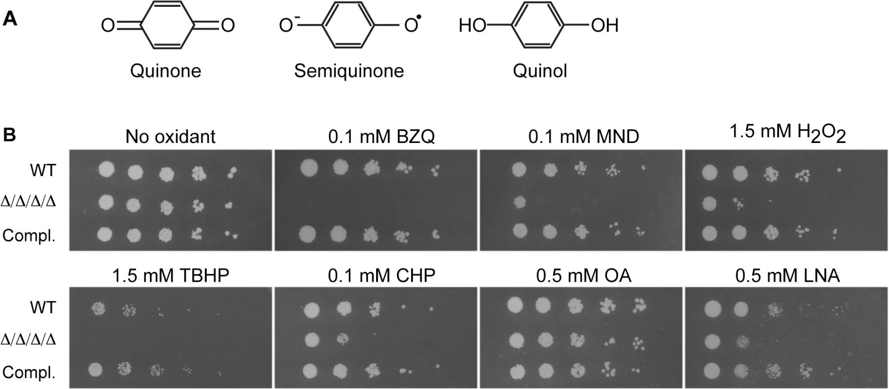 <i>C</i>. <i>albicans</i> FLP genes are needed for resistance to oxidative stress.