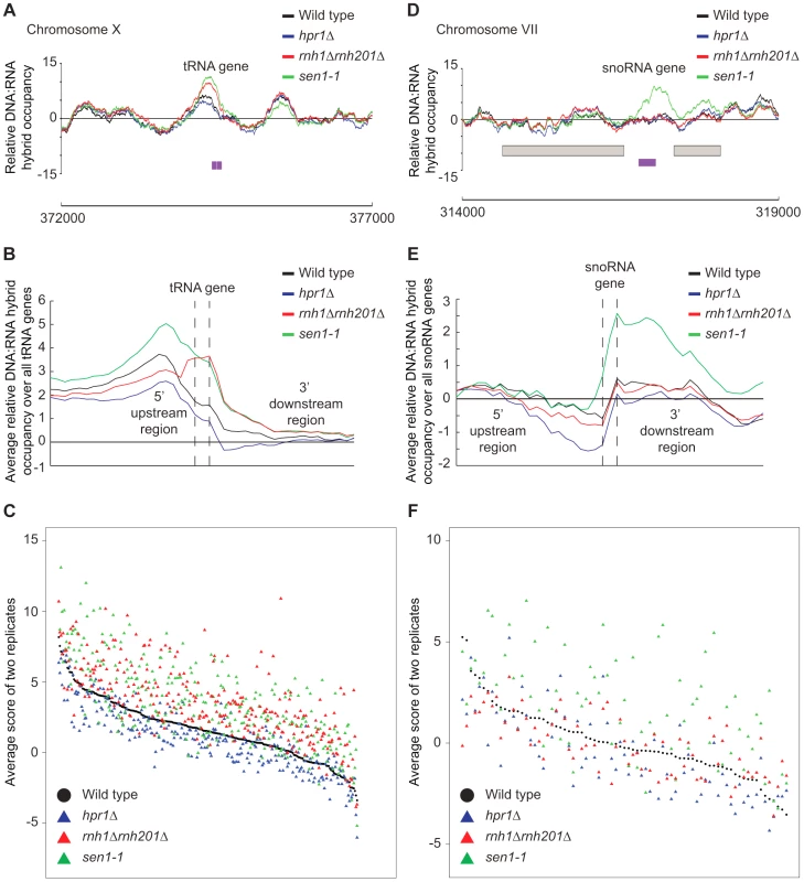 RNase H and Sen1 mutants displayed elevated levels of DNA:RNA hybrids at tRNA and snoRNA genes.
