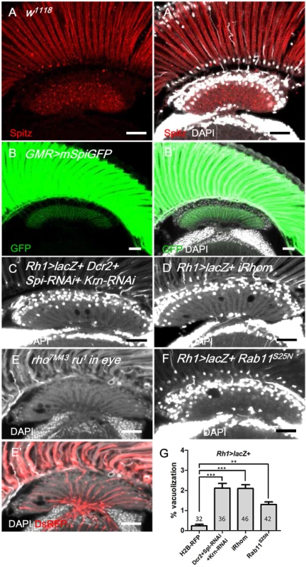 Spitz from photoreceptors is transported to the lamina and is required for lamina glia maintenance.